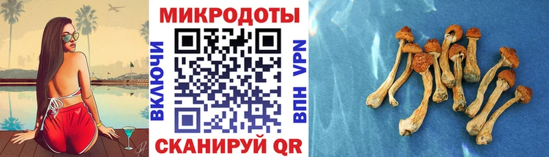 omg зеркало  Сальск  Псилоцибиновые грибы Cubensis  это формула  купить  цена 